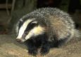 Badger's Epic PvP Movie 2 Teaser