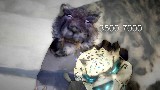 Emerald Dream - GiGi, Sharm, WoPairs, Teagen, Kam & BloodVein Movies