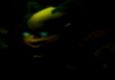 Predator Introduction Movie (Decent PvP & Funny)