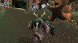 Druid Bugs
