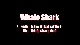 EU-Mannoroth Kills Whale Shark