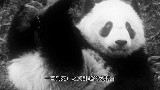 Anton Pourquoi NO REROLLS: Pandaria - Episode 1