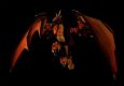 Teremus solo by warrior